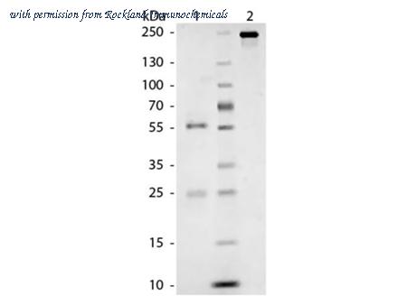 Rockland Immunochemicals 002-0102 image 1