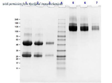 Rockland Immunochemicals 004-0102-0005 image 1