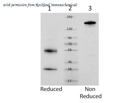 Rockland Immunochemicals 010-0102-0005 image 1