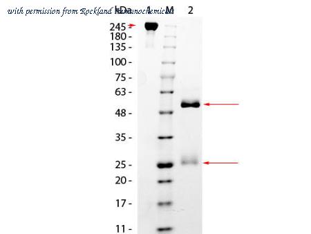 Rockland Immunochemicals 017-0102-0001 image 1