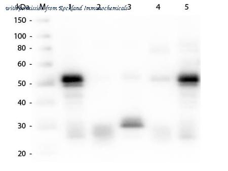 Rockland Immunochemicals 611-1522 image 1