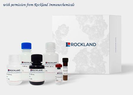Rockland Immunochemicals KJB-4003 image 1