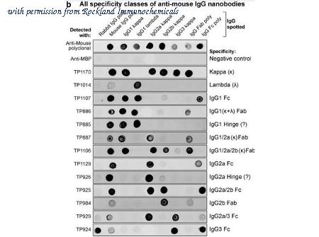 Rockland Immunochemicals 010-001-331 image 1
