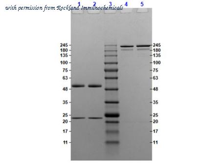 Rockland Immunochemicals 010-001-336 image 1