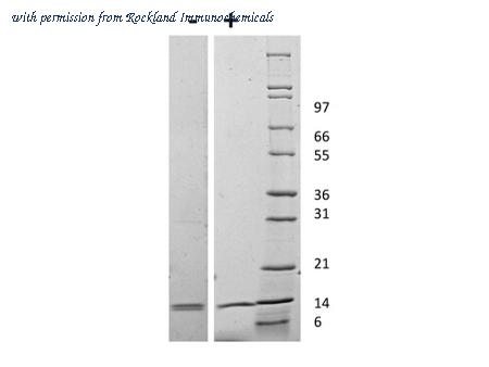 Rockland Immunochemicals 010-001-V66-0100 image 1