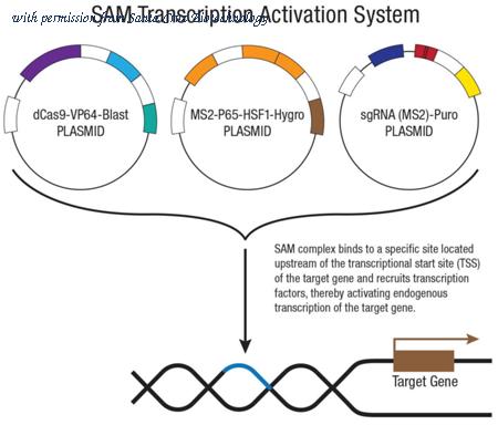 Santa Cruz Biotechnology sc-400065-ACT image 1