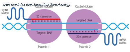 Santa Cruz Biotechnology sc-400065-NIC image 1