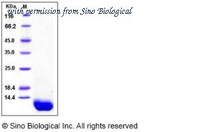 Sino Biological 10604-HNAE image 1