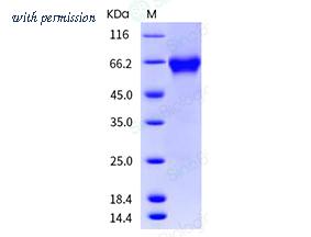 Sino Biological 10229-H02H image 1