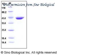 Sino Biological 50008-M08H image 1