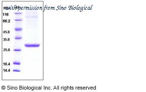 Sino Biological 50113-M08H image 1