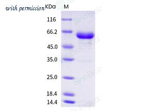 Sino Biological 10449-H08H image 1