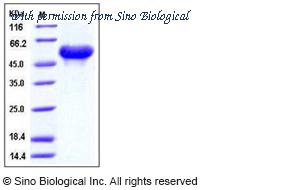 Sino Biological 50018-M08H image 1