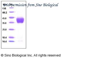 Sino Biological 50083-M07H image 1