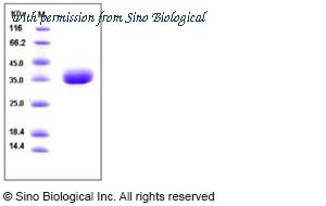 Sino Biological 10660-H08H image 1