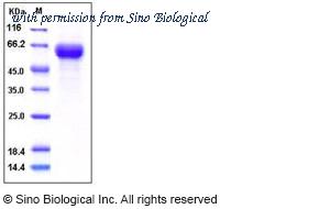 Sino Biological 10040-H01H image 1