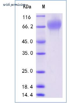 Sino Biological 10103-H08H image 1
