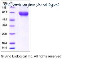 Sino Biological 10077-H08H image 1