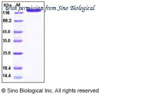 Sino Biological 10174-H08H image 1
