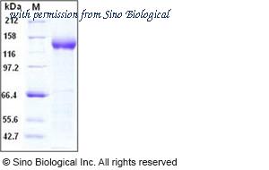 Sino Biological 10513-H08H image 1
