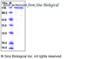 Sino Biological 10173-H08H image 1