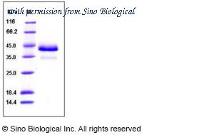 Sino Biological 10483-H08H image 1