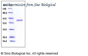 Sino Biological 50089-M08H image 1