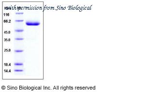 Sino Biological 50019-M03H image 1