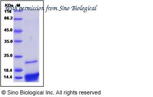 Sino Biological 10874-HNAE image 1