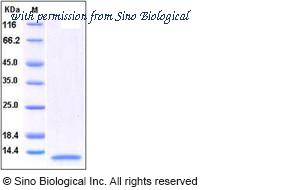 Sino Biological 10098-HNCH2 image 1