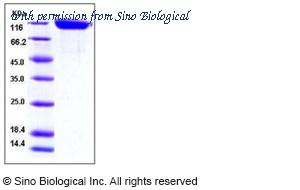 Sino Biological 50001-M08H image 1