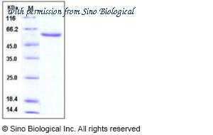 Sino Biological 10169-H02H image 1