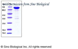 Sino Biological 10762-H03H image 1