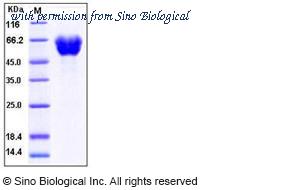 Sino Biological 10192-H02H image 1