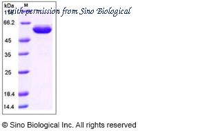 Sino Biological 10707-H02H image 1