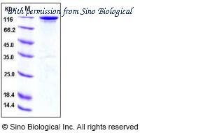Sino Biological 10201-H02H image 1