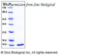 Sino Biological 10268-H08E image 1