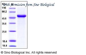 Sino Biological 10704-H02H image 1