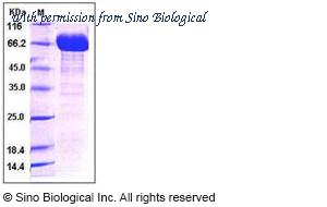 Sino Biological 10052-H02H image 1