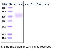 Sino Biological 10407-H08H image 1