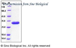 Sino Biological 10211-H07E image 1