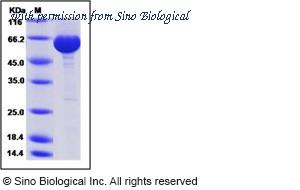 Sino Biological 10276-H08B image 1