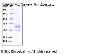 Sino Biological 50062-M08H image 1