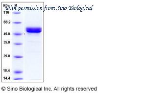 Sino Biological 10532-H08H image 1