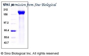Sino Biological 10528-H08H image 1
