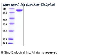 Sino Biological 50119-M08H image 1