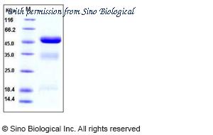Sino Biological 10815-H08H image 1