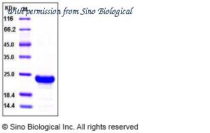 Sino Biological 10354-H08H image 1