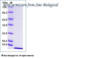 Sino Biological 10939-HNAE image 1