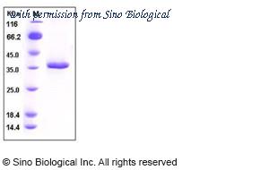 Sino Biological 50028-M08H image 1